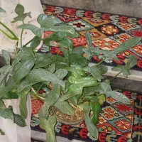 گیاه مقاوم و رونده پنجه کلاغی|گل و گیاه طبیعی|قم, چهل درخت‎|دیوار