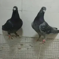 .یک جفت چاپی .عروس هلندی