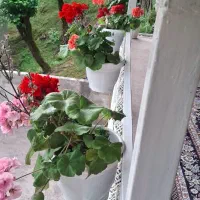 اجاره خونه ویلایی در دل جنگل رشت شفت|اجارهٔ کوتاه‌مدت ویلا و باغ|احمدسرگوراب, |دیوار