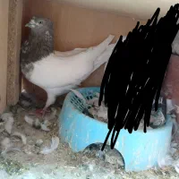 کله ای ،شامی گوک ،کبوتر|پرنده|بم, |دیوار