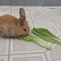 خرگوش مینی رکس و دستشویی خرگوش