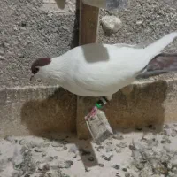 کبوتر صید پرشی|پرنده|مشهد, سیلو|دیوار