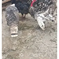 بوقلمون محلی ارگانیک