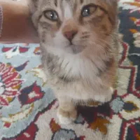 واگذاری رایگان گربه