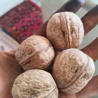 گردو پوست کاغذی صادراتی