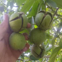 گردو لرستان درشت پوست کاغذی مفت
