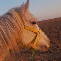 مادیون ترکمن