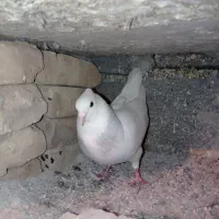 کفتر یا کبوتر مخمل