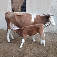 گاوآلمانی شیری همراه باگوساله نر|حیوانات مزرعه|باوی, |دیوار