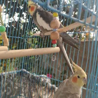 یه جفت عروس هلندی بالغ و سالم