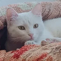 گربه نژاد تورکیش|گربه|نیشابور, بنیاد شهید|دیوار