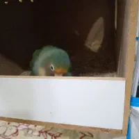 طوطی برزیلی|پرنده|شوشتر, |دیوار