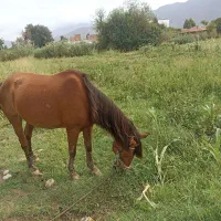 اسب ماده با کره نر|اسب و تجهیزات اسبسواری|آزادشهر, |دیوار