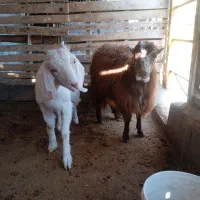 بزغاله ماده فروشی|حیوانات مزرعه|اسلامیه, |دیوار