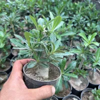 فروش گل آدنیوم در رشت|گل و گیاه طبیعی|رشت, بیجارپس|دیوار