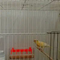 قناری|پرنده|تایباد, |دیوار