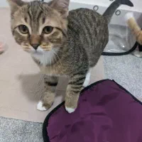 گربه بازیگوش