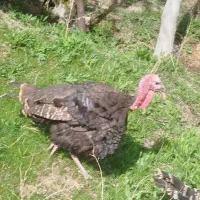 بوقلمون نر و ماده