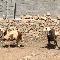 بره قوچ