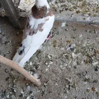 کبوتر|پرنده|ری, امین آباد|دیوار