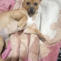 سگ پامرانین میکس