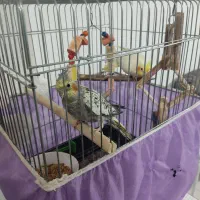 یه جفت عروس هلندی