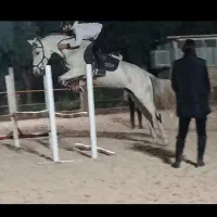 اسب..مادیان نژاد ورزشی