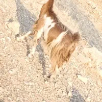 کولار چاق