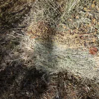 فروش علف برای دام|لوازم جانبی حیوانات|میانه, |دیوار