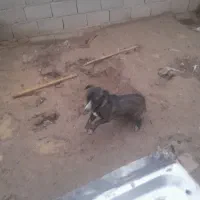 حیوان|سگ|تربت جام, میان جام|دیوار