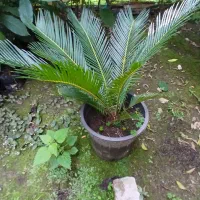 سیکاس وآواکادو|گل و گیاه طبیعی|شیرود, |دیوار