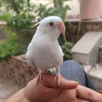 طوطی عروس هلندی