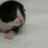 واگذاری گربه ده ماهه به نام تامی و سامی