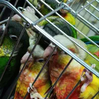 دنیای گرینچیک