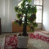 درختچه گیلاس