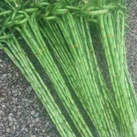 انواع بامبو|گل و گیاه طبیعی|بیرجند, |دیوار