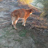 گاو|حیوانات مزرعه|میناب, |دیوار