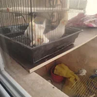 عروس هلندی .قناری|پرنده|قم, انسجام|دیوار