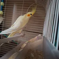 عروس هلندی|پرنده|کرمان, |دیوار