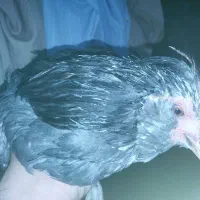 تخم نطفه دار گلین|حیوانات مزرعه|گیلان غرب, |دیوار