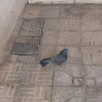 نر اصفهانی سیاه