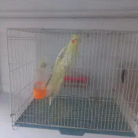 یک جفت عروس هلندی لوتینیو .جوان|پرنده|مشهد, آزادشهر|دیوار