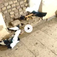 سینه سیاه کله سیاه دم سیاه عتیقه