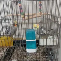 یک جفت عروس هلندی