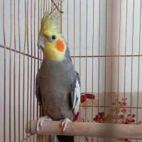 عروس هلندی نر،ماده،مولد۵تخم