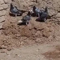 کبوتر|پرنده|طبس, |دیوار
