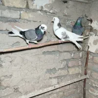 کفتر