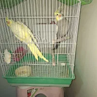 عروس هلندی|پرنده|مبارکه, |دیوار