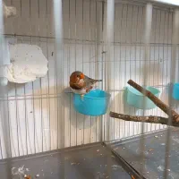 فنج زبرا|پرنده|صدرا-فارس, فاز ۱|دیوار