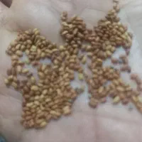 بذر یونجه|گل و گیاه طبیعی|دزفول, |دیوار